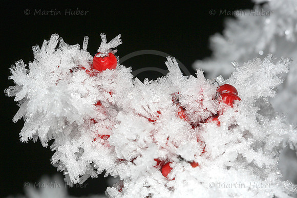 Vogelbeeren und Eiskristalle