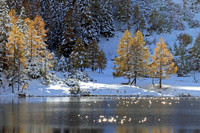 Lärchengold & Silbersterne