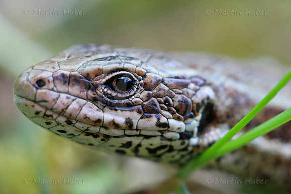 Mauereidechse (Podarcis muralis)
