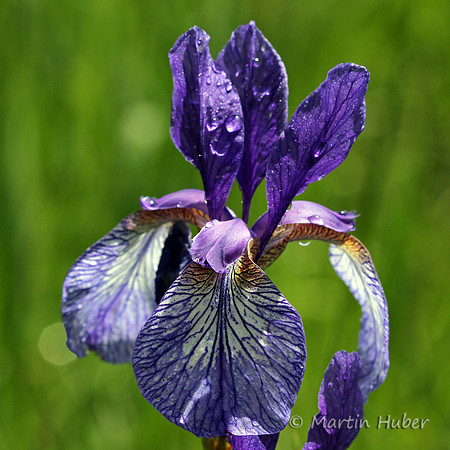 Sibirische Schwertlilie (Iris sibirica)