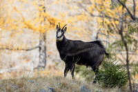 Gamswild, Rupicapra rupicapra, in den Schladminger Tauern