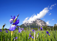 Sibirische Schwertlilie - Iris sibirica - blueht am Fusse des Grimmings