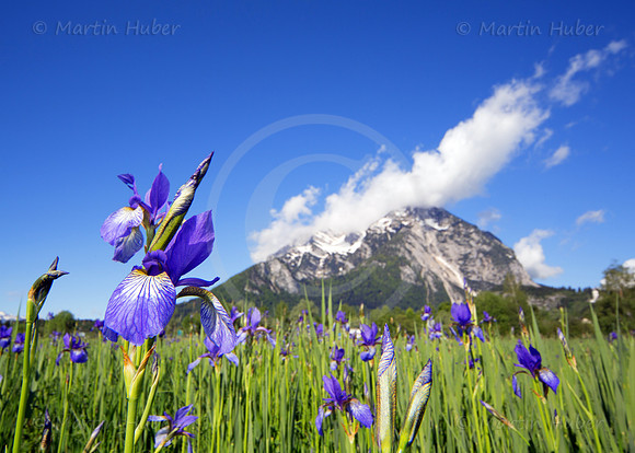 Sibirische Schwertlilie - Iris sibirica - blueht am Fusse des Grimmings
