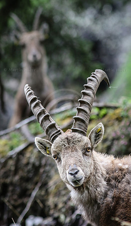 Steinbock im Dachstein-Gebirge