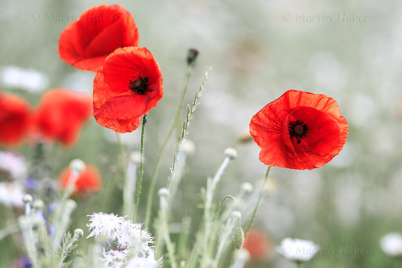 Klatschmohn