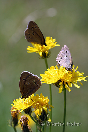 Schmetterlingstrio