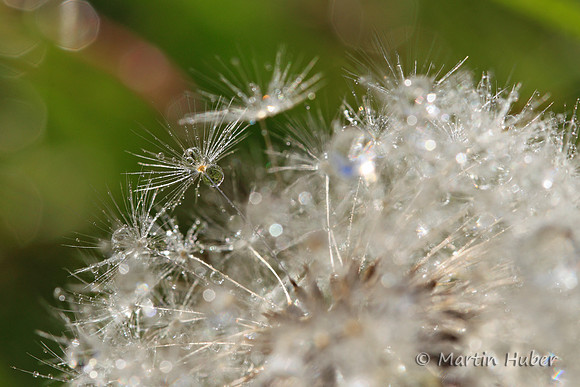 Drops