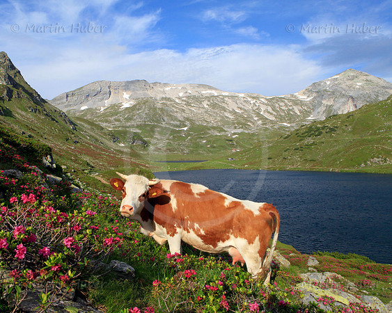 Almrausch-/Steinrosenblüte rund um die Giglachseen 2012