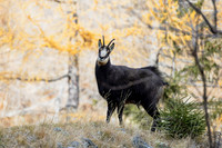 Gamswild, Rupicapra rupicapra, in den Schladminger Tauern