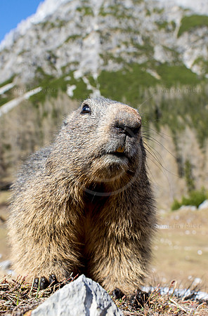 Murmeltier, Marmota