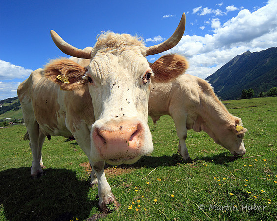 Kühe auf der Rohrmooser Frei