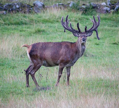 Kapitaler Hirsch