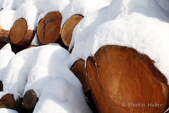 Lärchenstämme im Schnee