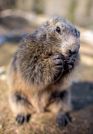 Murmeltier, Marmota