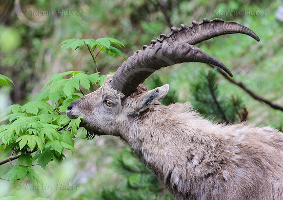 Steinbock im Dachstein-Gebirge