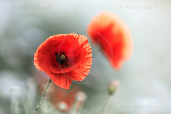 Klatschmohn