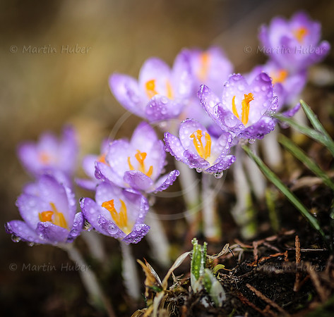 Fruehlingserwachen - Krokusse mit Wassertropfen