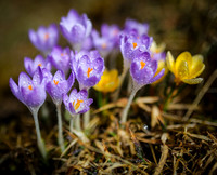 Fruehlingserwachen - Krokusse mit Wassertropfen