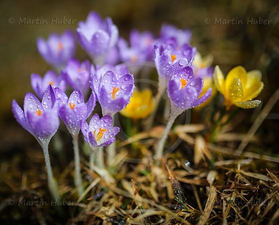 Fruehlingserwachen - Krokusse mit Wassertropfen