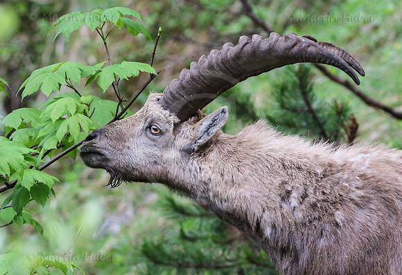Steinbock im Dachstein-Gebirge