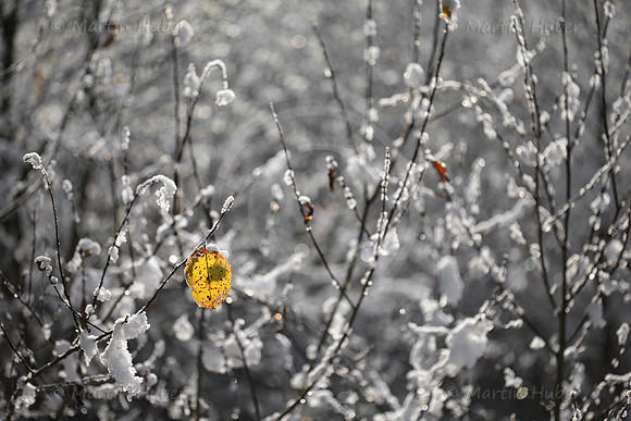 Das letzte gelbe Blatt