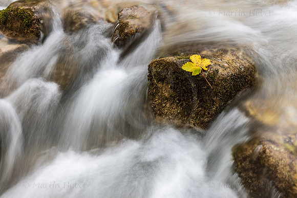 Herbst, Ahornblatt auf Stein im Wasser