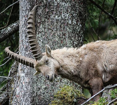 Steinbock im Dachstein-Gebirge