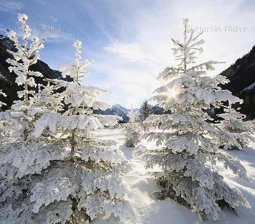Winterbaum