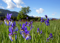 Sibirische Schwertlilie - Iris sibirica - blueht am Fusse des Grimmings