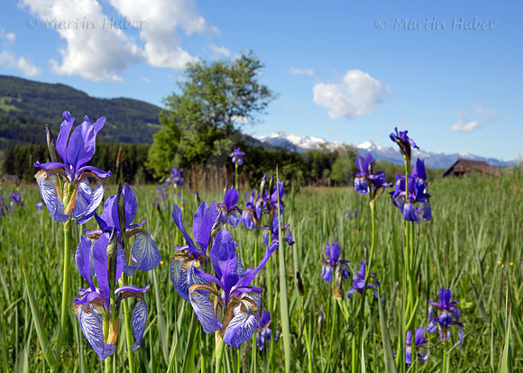 Sibirische Schwertlilie - Iris sibirica - blueht am Fusse des Grimmings