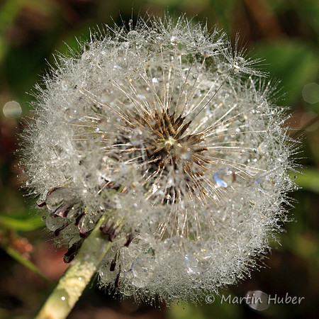 Drops