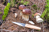 THEMENBILD, Schwammerlsuchen, Pilze sammeln, Steinpilz, Herrenpilz