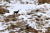 Gamswild, Rupicapra rupicapra, in den Schladminger Tauern