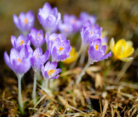 Fruehlingserwachen - Krokusse mit Wassertropfen