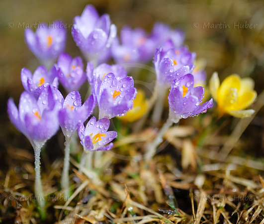 Fruehlingserwachen - Krokusse mit Wassertropfen