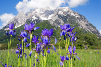Sibirische Schwertlilie - Iris sibirica - blueht am Fusse des Grimmings