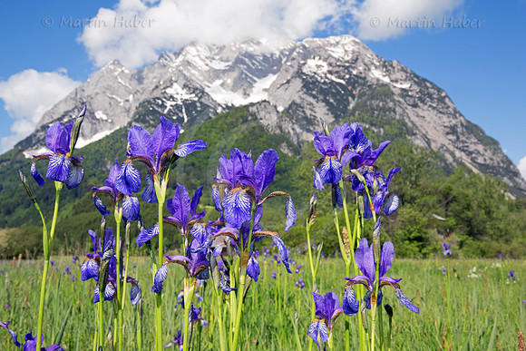 Sibirische Schwertlilie - Iris sibirica - blueht am Fusse des Grimmings