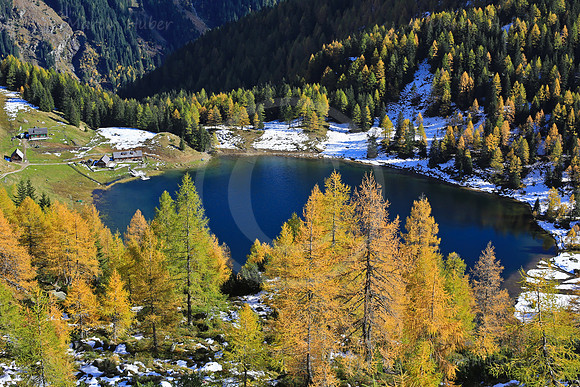Laerchengold am Duisitzkarsee