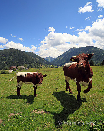 Kühe auf der Rohrmooser Frei