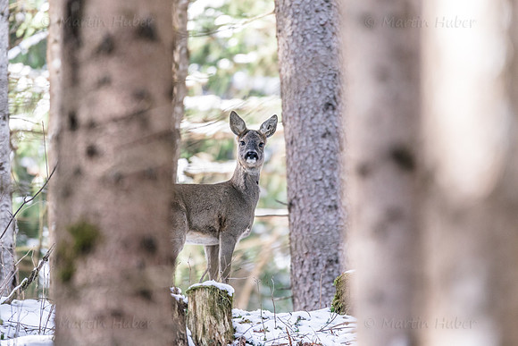 Winter, Wild, Reh