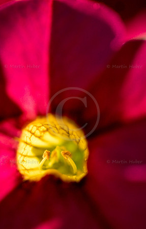 Petunia Surfinia - Blütendetail