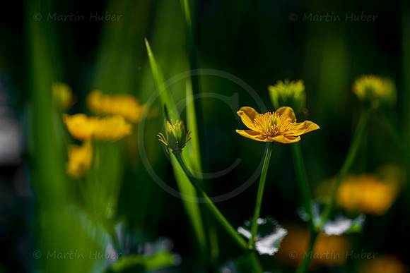 Sumpfdotterblume, Caltha palustris