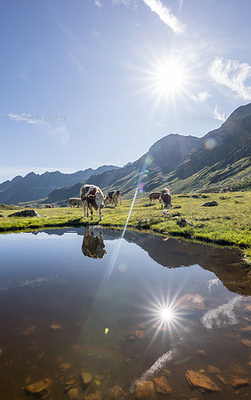 THEMENBILD, Kühe auf der Alm