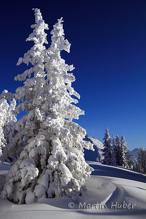 Tief verschneiter Winterwald