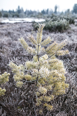Wintermorgen im Wenger Moor