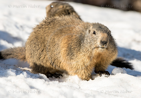 Murmeltier, Marmota