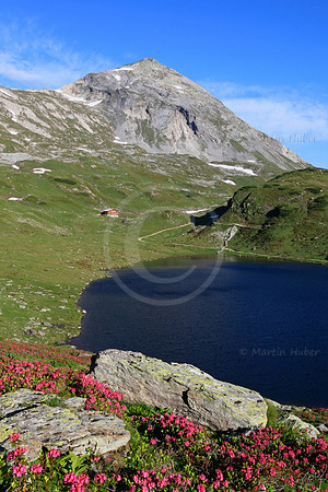 Almrausch-/Steinrosenblüte rund um die Giglachseen 2012