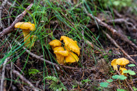 THEMENBILD, Schwammerlsuchen, Pilze sammeln, Eierschwammerl, Pfifferling