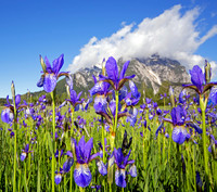 Sibirische Schwertlilie - Iris sibirica - blueht am Fusse des Grimmings