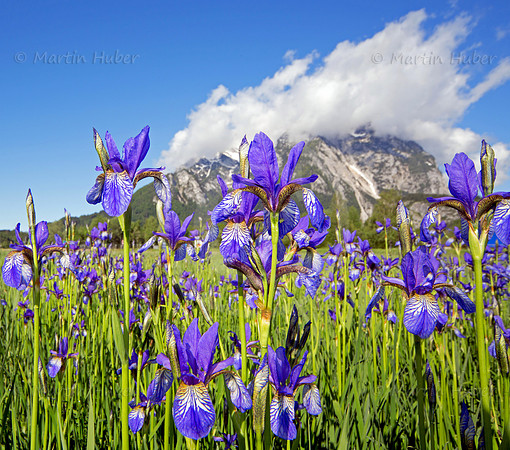 Sibirische Schwertlilie - Iris sibirica - blueht am Fusse des Grimmings